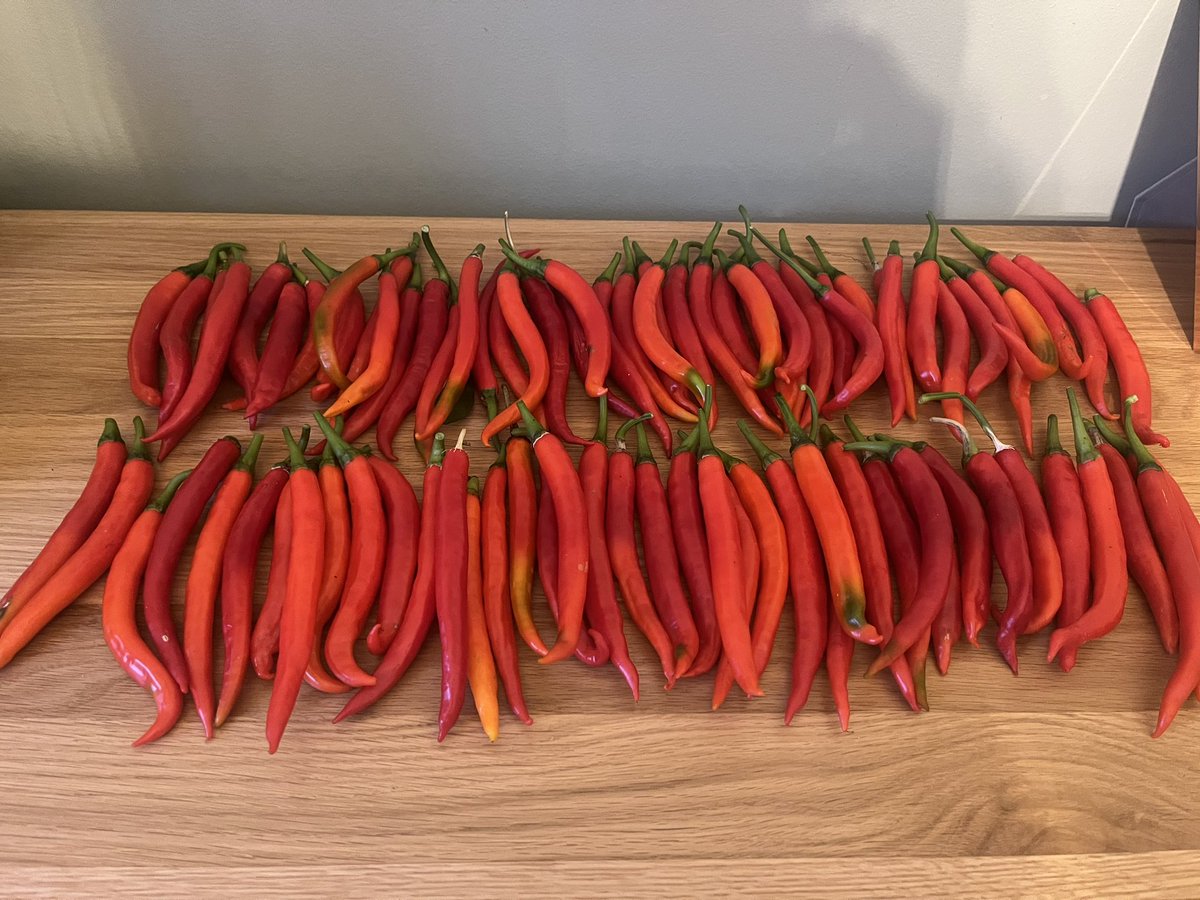 Seeder_Wood's tweet photo. Homegrown beauties, picked by #Alex12 yesterday. To be distributed amongst family and friends 🤩#chilli #growyourown #allotment https://t.co/pW8oaJciJu