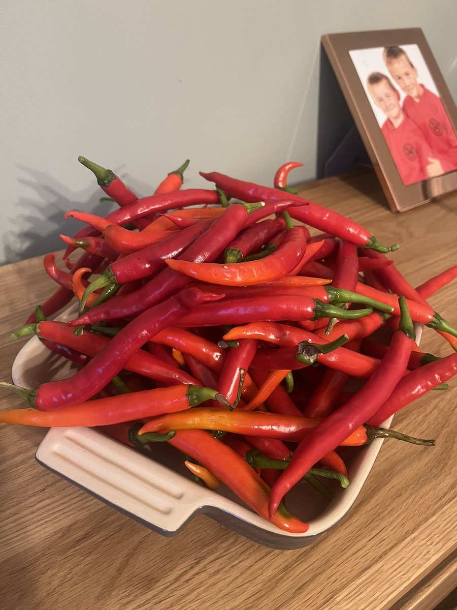 Seeder_Wood's tweet photo. Homegrown beauties, picked by #Alex12 yesterday. To be distributed amongst family and friends 🤩#chilli #growyourown #allotment https://t.co/pW8oaJciJu