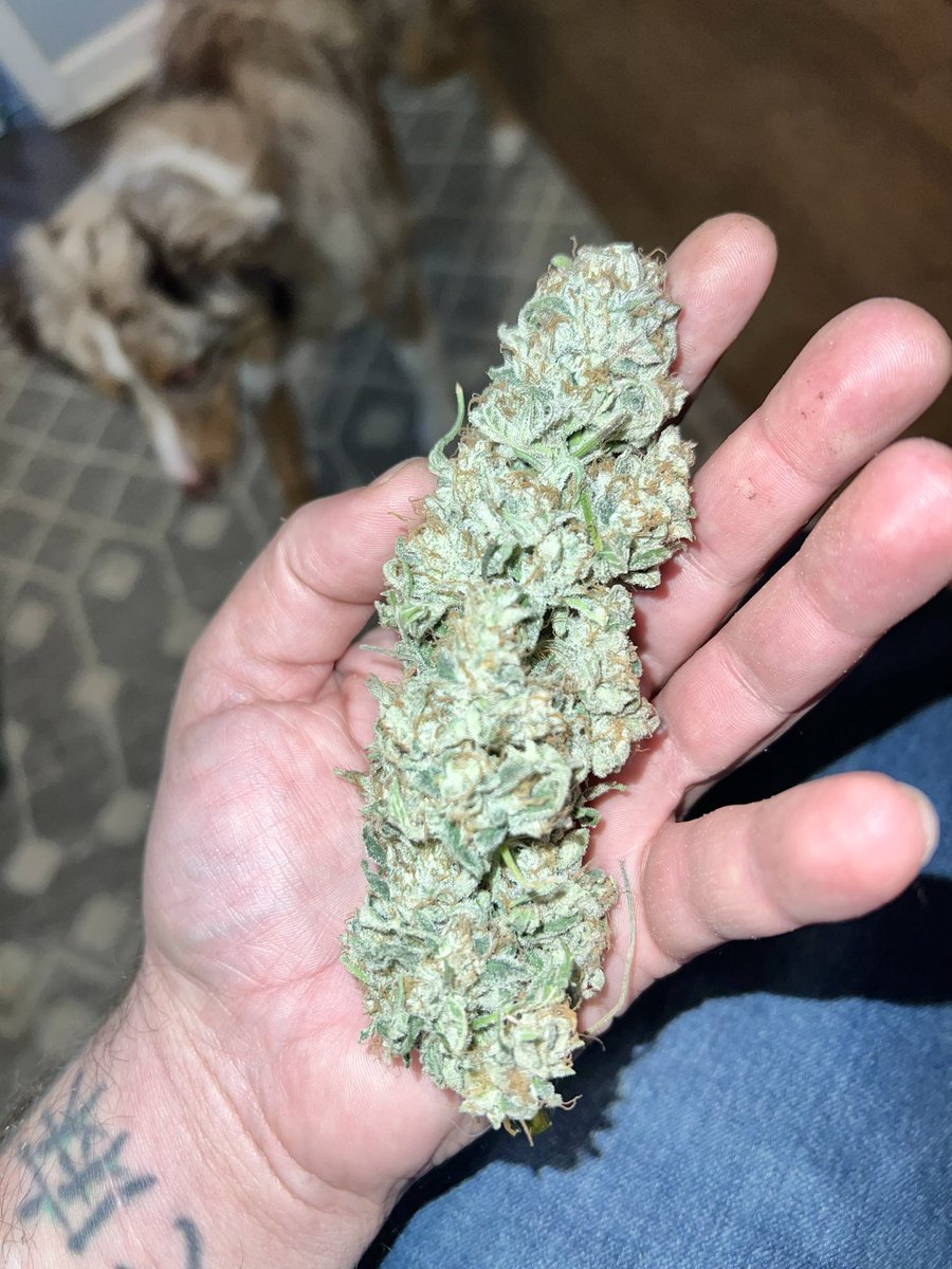 mikelbricks420 (@mikelbricks420) on Twitter photo 