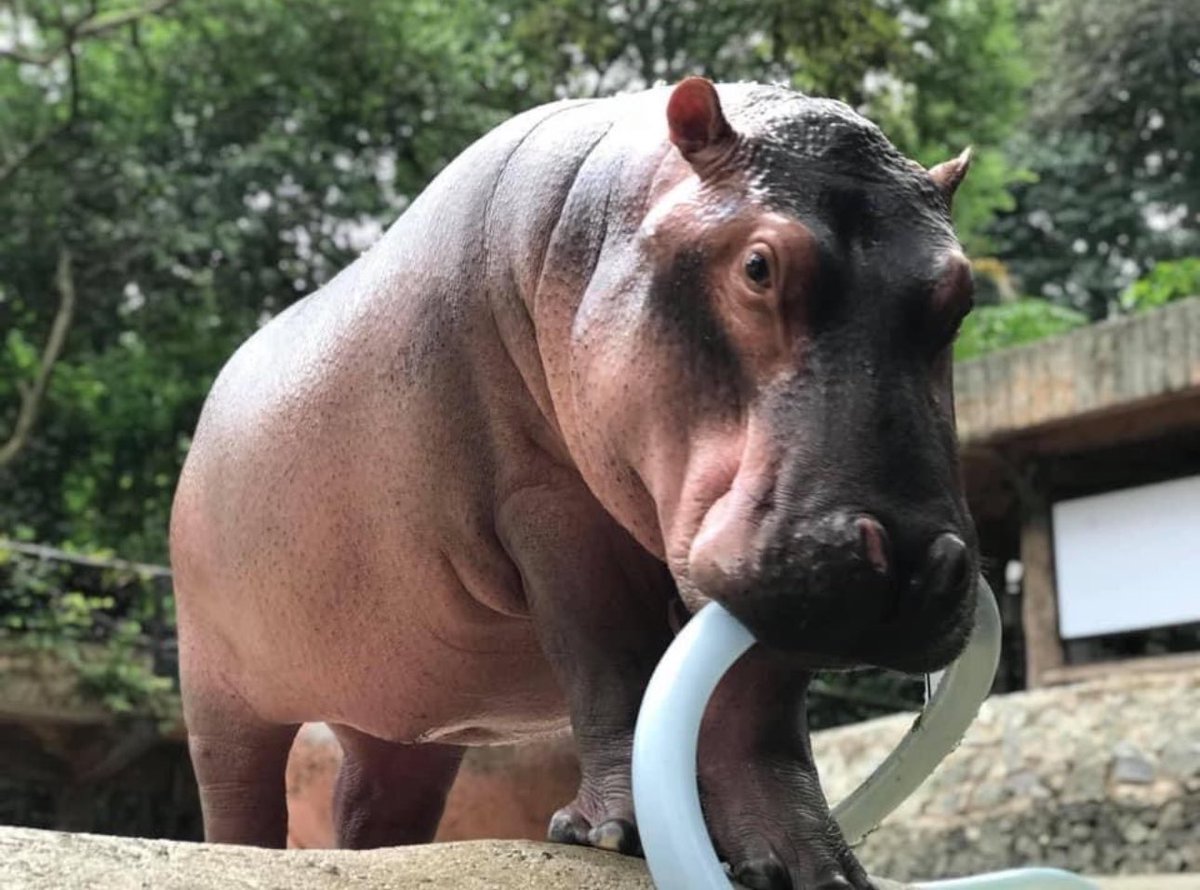 cto_khamoo's tweet photo. Just the start for #Khamoo the Hippo, brother of #Moodeng 🔥🦛📈 https://t.co/J5Rk1bQmbQ