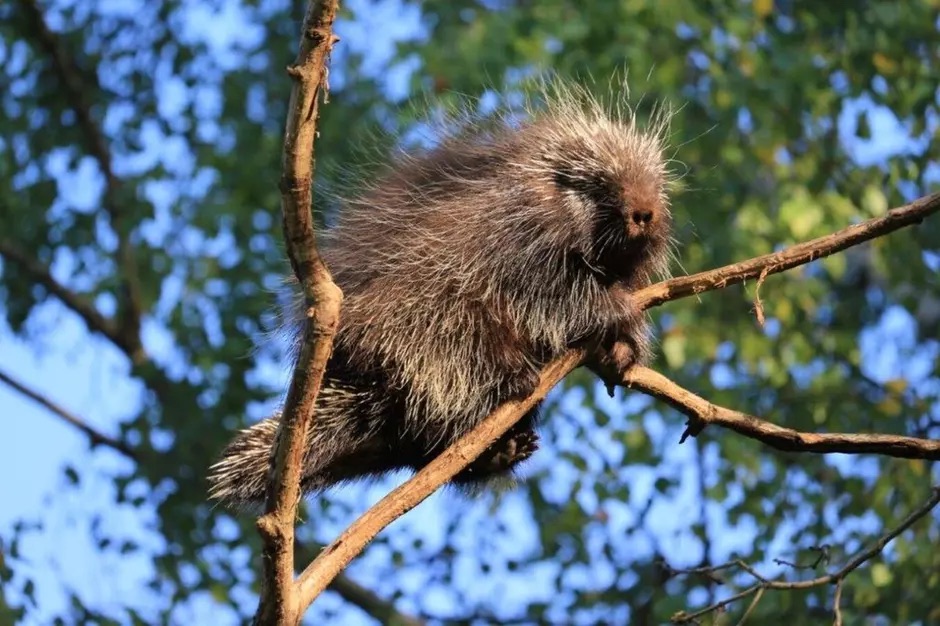 gdansk's tweet photo. Podczas spaceru znaleźliście orzechy lub żołędzie? 🌰 Podrzućcie je w kartonach lub skrzynkach do @zoogdansk! Na tę karmę czekają https://t.co/MU8SW7zrq5. daniele, pekariowce i żubry 🦬 😁 Akcja w #Gdank trwa do końca października📆 Więcej ➡️ https://t.co/542CuYNL8c
📸 GOZ https://t.co/PPqHlRAWK6
