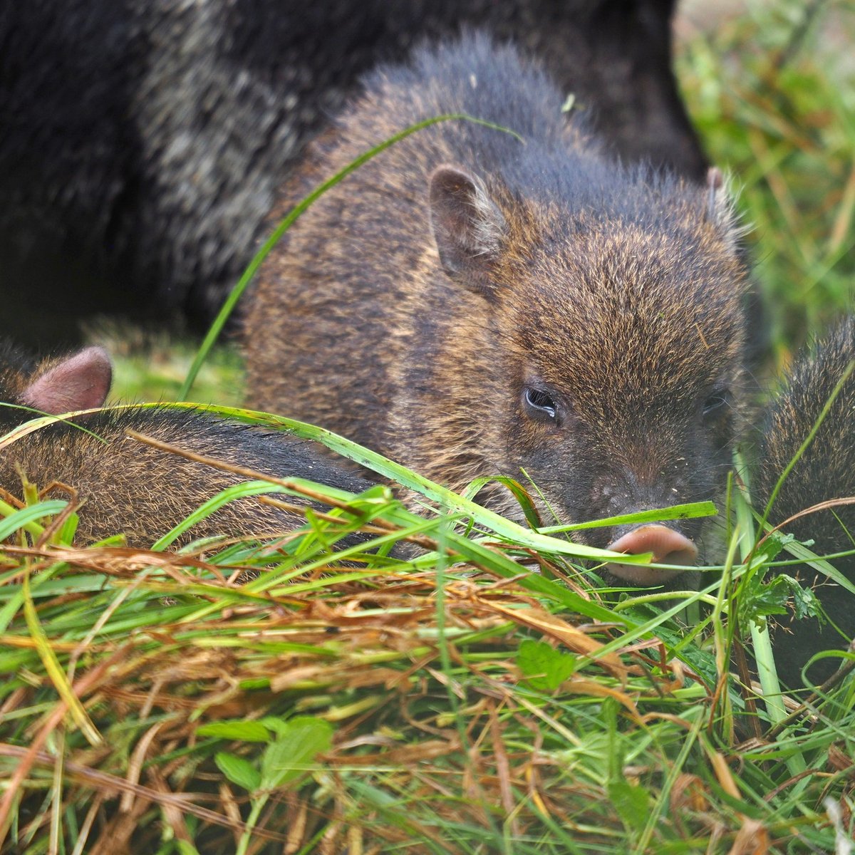 gdansk's tweet photo. Podczas spaceru znaleźliście orzechy lub żołędzie? 🌰 Podrzućcie je w kartonach lub skrzynkach do @zoogdansk! Na tę karmę czekają https://t.co/MU8SW7zrq5. daniele, pekariowce i żubry 🦬 😁 Akcja w #Gdank trwa do końca października📆 Więcej ➡️ https://t.co/542CuYNL8c
📸 GOZ https://t.co/PPqHlRAWK6