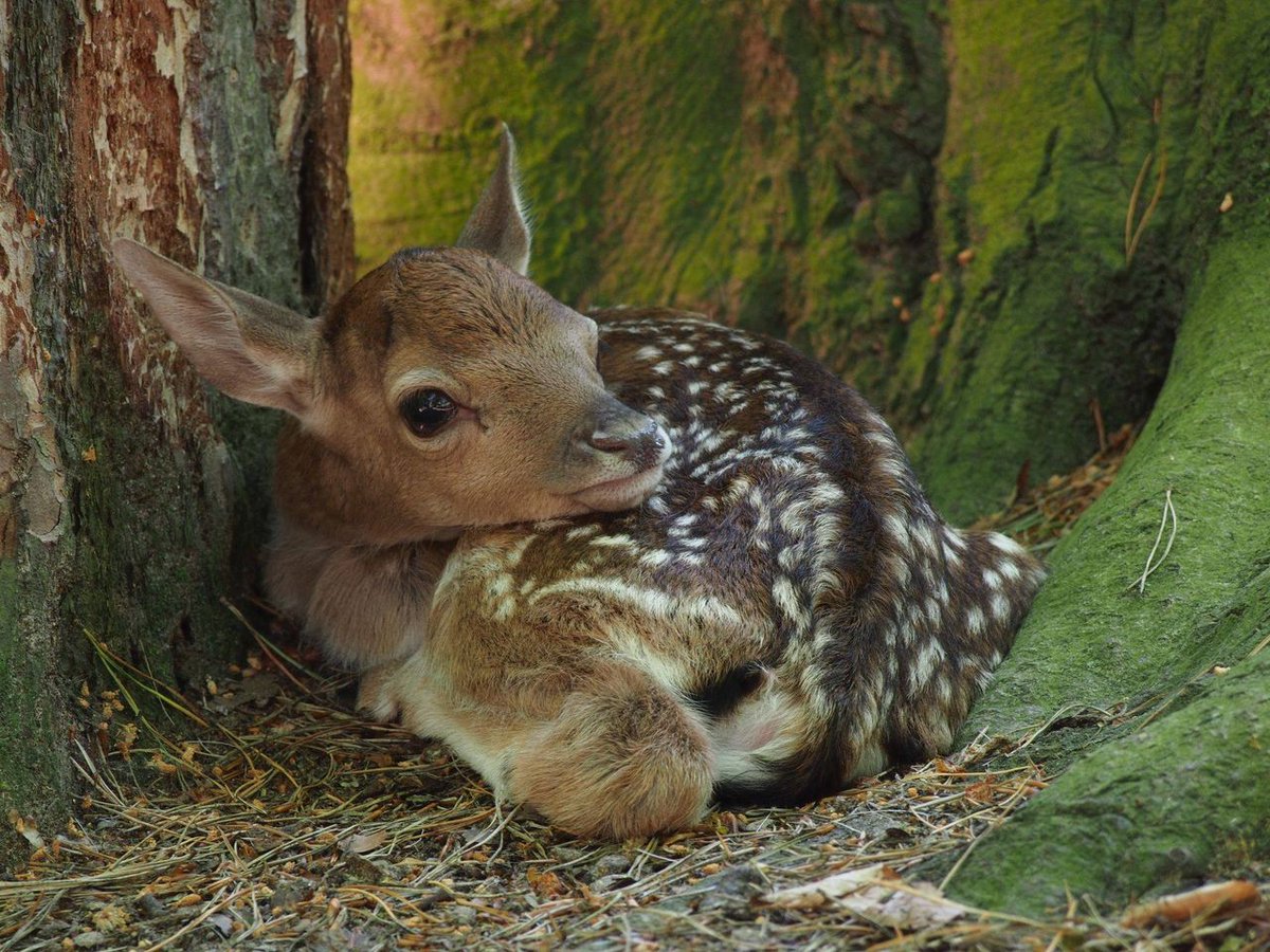 gdansk's tweet photo. Podczas spaceru znaleźliście orzechy lub żołędzie? 🌰 Podrzućcie je w kartonach lub skrzynkach do @zoogdansk! Na tę karmę czekają https://t.co/MU8SW7zrq5. daniele, pekariowce i żubry 🦬 😁 Akcja w #Gdank trwa do końca października📆 Więcej ➡️ https://t.co/542CuYNL8c
📸 GOZ https://t.co/PPqHlRAWK6