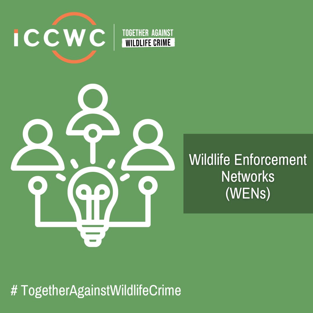 #ICCWC has developed a dedicated web page for Wildlife Enforcement Network (WENs) including resources, information, reports on Global WEN meetings and contact details for each WEN.

Find it here 🌐 bit.ly/3UHgxMn

#TogetherAgainstWildlifeCrime