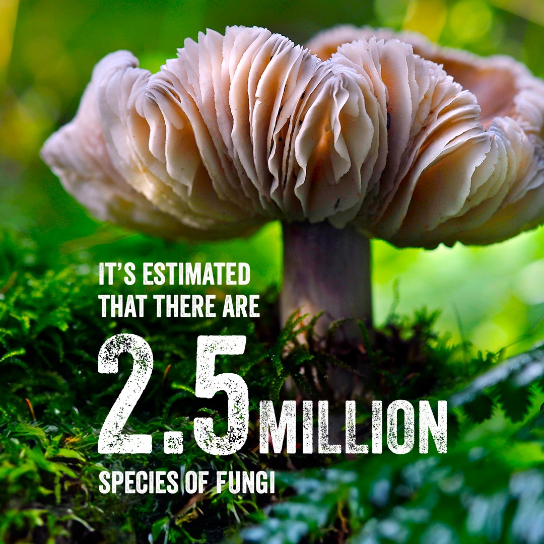 CzemborH's tweet image. - Interesting and Important !
🧬🧩🌾💚💻👨‍🎓📈
RT: Kew Science @KewScience
➡️A new estimate of the total number of fungi species is 2.5 million, but more than 90% remain unknown to us!
👉 kew.org/sotwpf #SOTWPF 
#fungi #fungus #biodiversity #climatechange #mycology