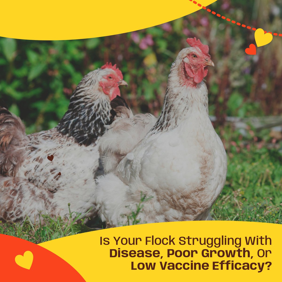 poultrife's tweet image. Is your flock facing poor growth, disease, or low vaccine efficacy? 🐔💉 #Immunify FS, fortified with #Vitamin E, boosts immune resilience, reduces inflammation, and enhances vaccine response, helping your #poultry thrive! 💪✨
#PoultryHealth #StrongerFlock #BetterGrowth #Farming