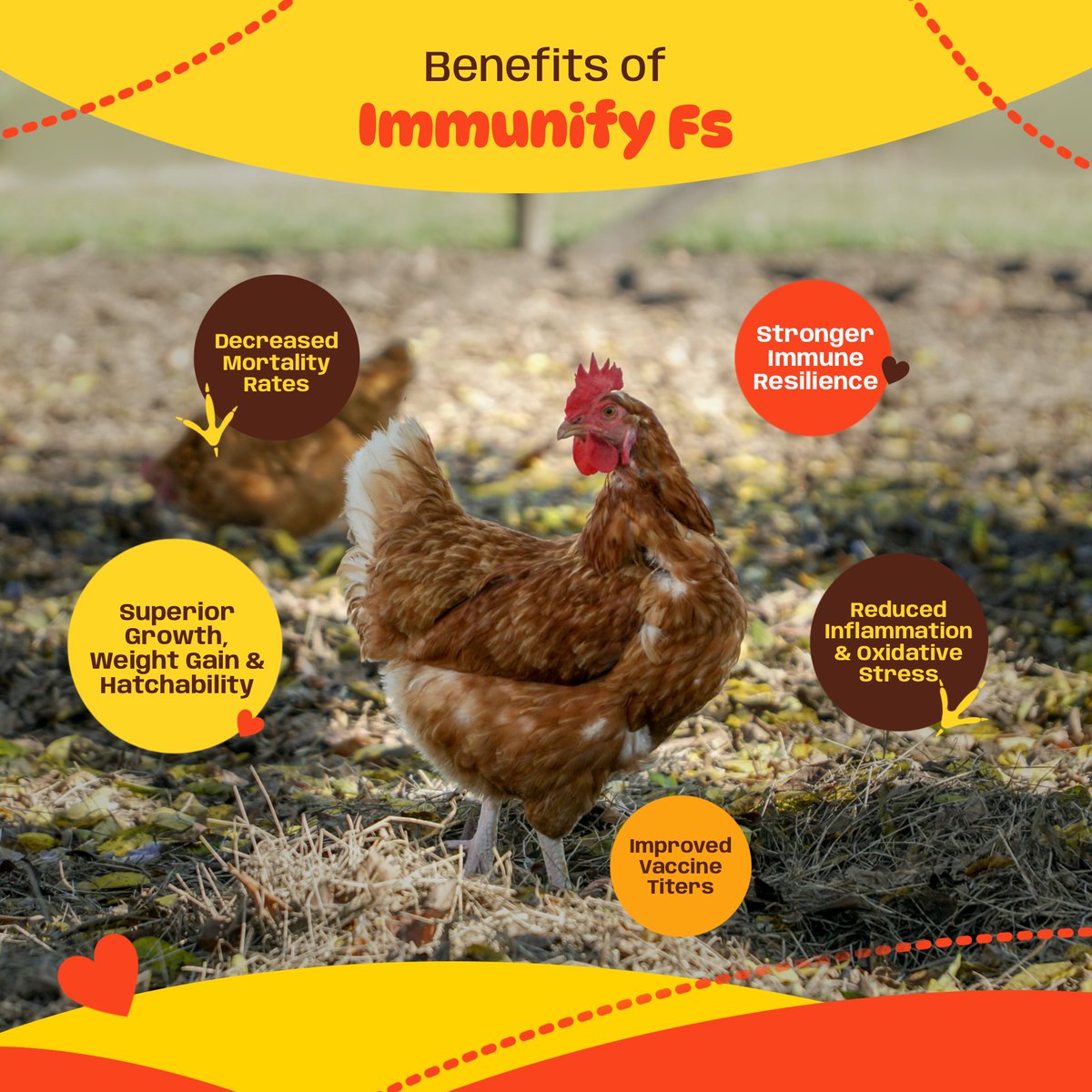 poultrife's tweet image. Is your flock facing poor growth, disease, or low vaccine efficacy? 🐔💉 #Immunify FS, fortified with #Vitamin E, boosts immune resilience, reduces inflammation, and enhances vaccine response, helping your #poultry thrive! 💪✨
#PoultryHealth #StrongerFlock #BetterGrowth #Farming