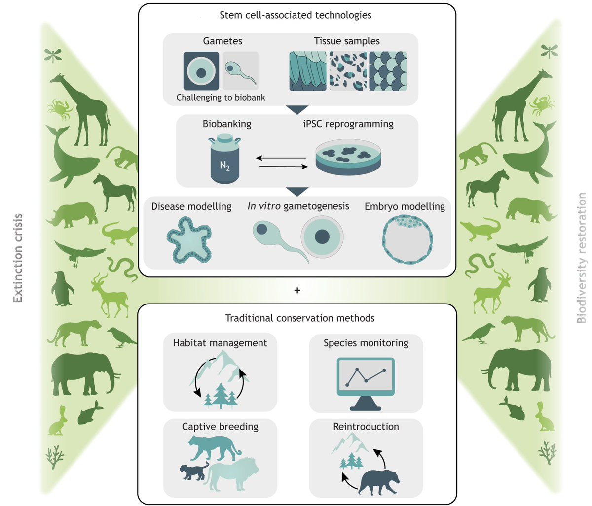 Timo Kohler (@t_n_kohler) on Twitter photo Our spotlight "Advancing stem cell technologies for conservation of wildlife biodiversity" now online in <a href="/Dev_journal/">Development</a>'s special issue on Uncovering Developmental Diversity. It has been an incredible privilege working with this fantastic group of authors!
doi.org/10.1242/dev.20… Our spotlight "Advancing stem cell technologies for conservation of wildlife biodiversity" now online in <a href="/Dev_journal/">Development</a>'s special issue on Uncovering Developmental Diversity. It has been an incredible privilege working with this fantastic group of authors!
doi.org/10.1242/dev.20…