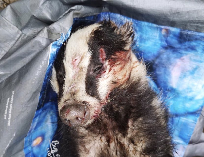 BadgerPPDG's tweet photo. #WorldAnimalRoadAccidentAwarenessDay
‼️Things aren’t always as they seem‼️
Badgers are sometimes unlawfully killed, (shot, trapped, attacked by dogs or snared), & then dumped in the road, to appear as roadkill
Please report all badger crime. #OpBadger
And slow down for wildlife https://t.co/Qck6jyz1FB