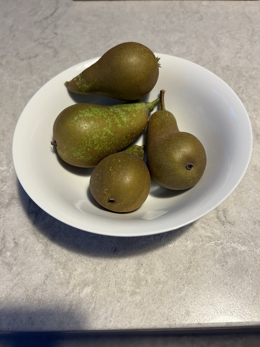 GM

If money is your only reason for being

Then you are controlled by the cabal

Be free. Be happy. Think independently 

But most importantly 

Grow some pears and have a nice day fam 🙏🏽