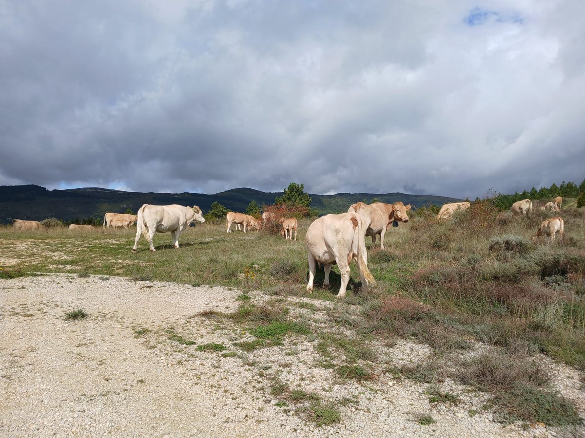 IntiaSa's tweet photo. Visitamos también el piloto de Echagüe para conocer el funcionamiento del #ValladoVirtual y las experiencias del #SectorGanadero de Navarra.
#INTIA #FEADER #ValladoVirtual #GestiónPastoreo #RazaPirenaica #ASPINA https://t.co/CsXDF83Pv3