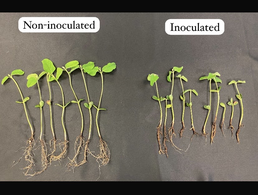 Juan Andres Paredes (@juan_a_paredes) on Twitter photo Exploring the "Pliman" R package to measure root area in a growth chamber experiment. We assessed the effects of treatments of Red Crown Rot in soybeans with just a few lines of R code. Great tool for photo analysis! Smart Plant Path - University of Illinois
<a href="/BorisCamiletti/">Boris X Camiletti</a> Exploring the "Pliman" R package to measure root area in a growth chamber experiment. We assessed the effects of treatments of Red Crown Rot in soybeans with just a few lines of R code. Great tool for photo analysis! Smart Plant Path - University of Illinois
<a href="/BorisCamiletti/">Boris X Camiletti</a>