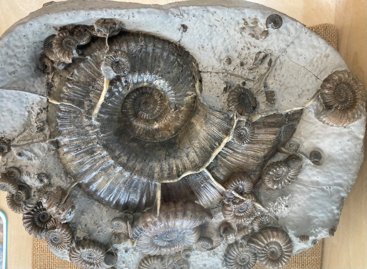 CharmouthHCC's tweet image. For #FossilFriday we are show casing #Charmouth collector Chris East's fossils on display with us, including ammonites and fish! At our 40th anniversary fair on 26th October, Chris will have his fossils on display and sale in the community hall! charmouth.org/chcc/40thanniv…