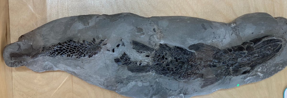 CharmouthHCC's tweet image. For #FossilFriday we are show casing #Charmouth collector Chris East's fossils on display with us, including ammonites and fish! At our 40th anniversary fair on 26th October, Chris will have his fossils on display and sale in the community hall! charmouth.org/chcc/40thanniv…