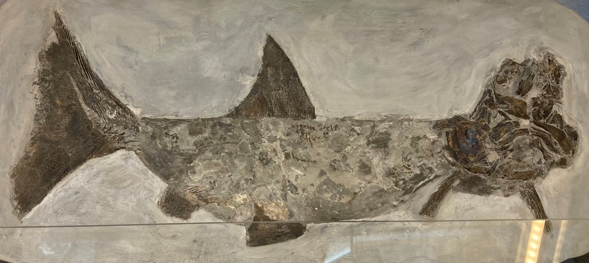 CharmouthHCC's tweet image. For #FossilFriday we are show casing #Charmouth collector Chris East's fossils on display with us, including ammonites and fish! At our 40th anniversary fair on 26th October, Chris will have his fossils on display and sale in the community hall! charmouth.org/chcc/40thanniv…