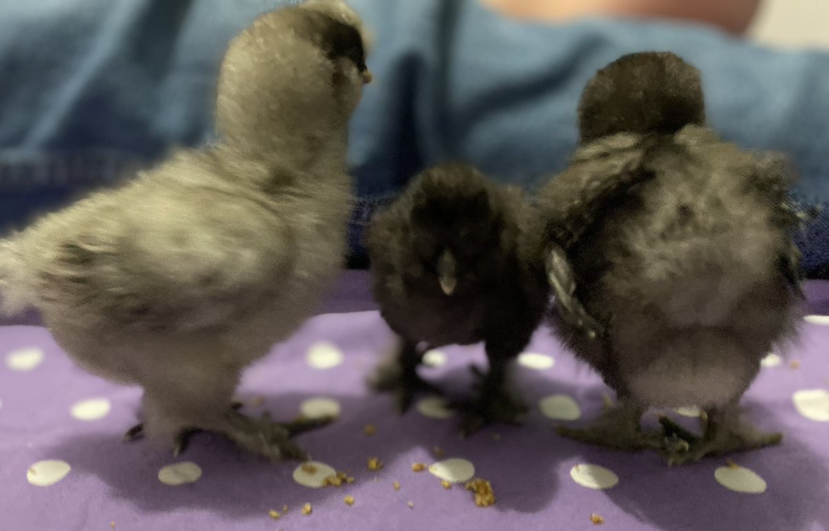 nickodette's tweet photo. I should have really documented these chickens from the beginning. Meet Jumbo the smallest little silky chick. Yes I have had to give my chicken a haircut. 

#backyardchickens #silky https://t.co/mKm3sod4AS