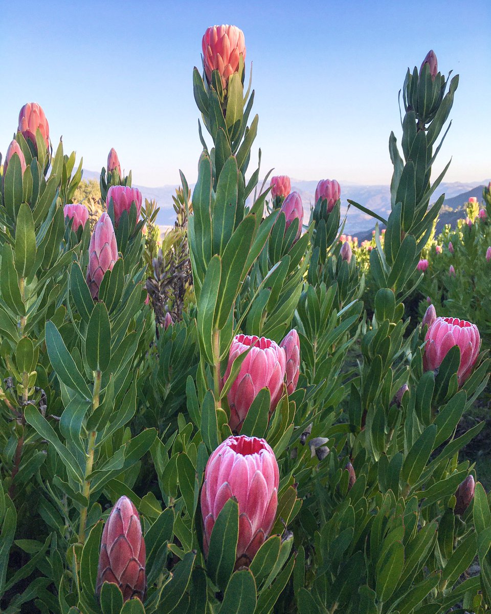 DianaR_Resendiz's tweet image. Here’s a few tips on how to keep protea happy &amp;amp; ensure a bountiful harvest next year. Pick the flowers as it’s the best way to keep plants neat &amp;amp; compact. Remove the blooms with a good length of stem, leaving new growth behind. 🌷🌷🌷#proteas #growingtips #cagrown