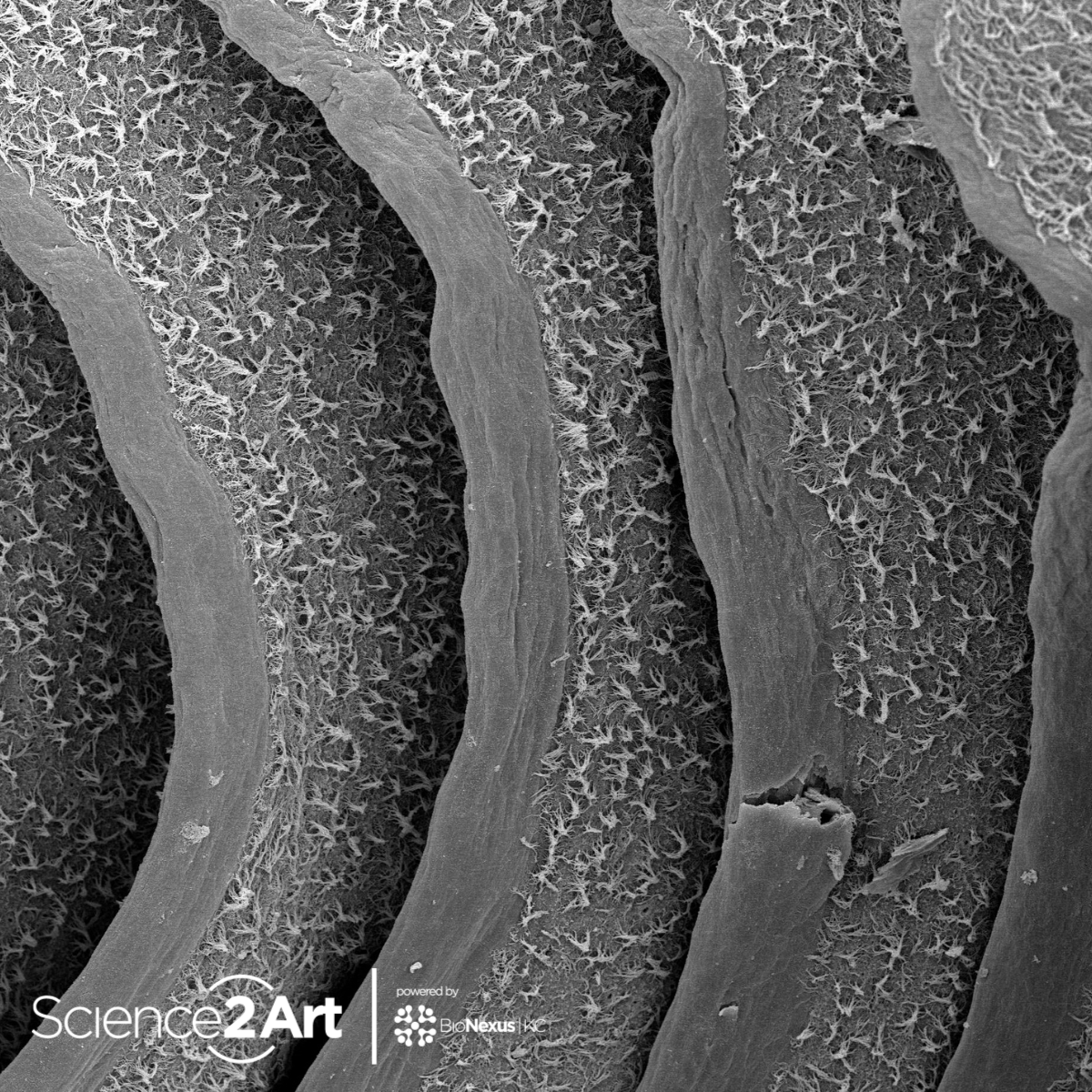 To better understand deep-sea bioluminescent fish, Rene Martin <a href="/Lampichthys/">Dr. Rene P. Martin</a> from <a href="/UNLincoln/">University of Nebraska-Lincoln</a> explores the olfactory organ of a Lanternfish.

Learn more about this piece, “Waves of Sensation”, the Science2Art initiative, and bid on your favorite piece here: bionexuskc.org/science2art/