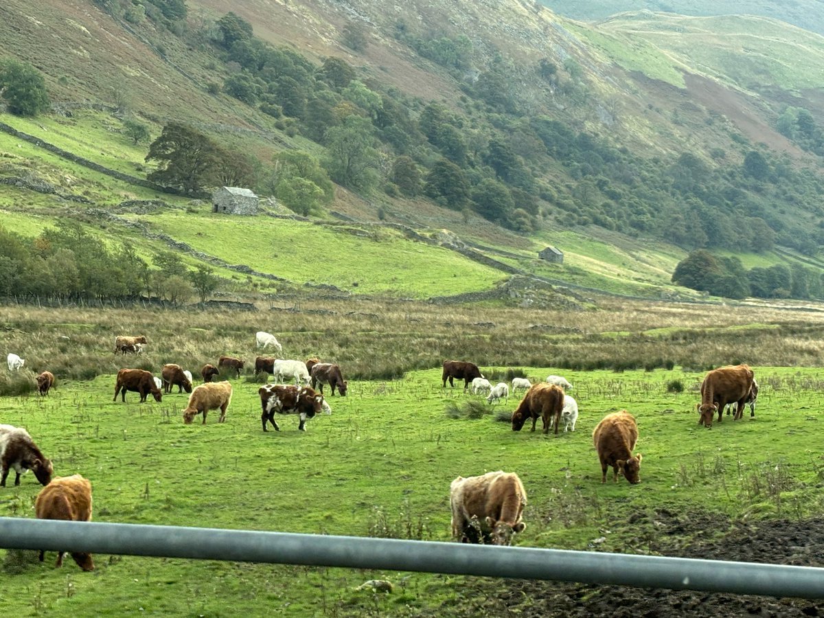 Looks like a old oil painting 🖼️ #Martindale #Ullswater  Jacks cows 🐄