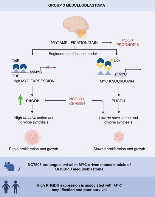 Steve Clifford (@profsclifford) on Twitter photo Out now.....MYC-dependent upregulation of the serine and glycine synthesis pathway is a targetable metabolic vulnerability in group 3 medulloblastoma academic.oup.com/neuro-oncology… Great job Maggie and our amazing collabs <a href="/NU_Cancer/">Newcastle University Centre for Cancer</a> <a href="/CwC_UK/">Children with Cancer UK</a> <a href="/BrainTumourOrg/">The Brain Tumour Charity</a> <a href="/GOSHCharity/">Great Ormond Street Hospital Charity</a> <a href="/ChildCancerNTH/">Children's Cancer North</a> Out now.....MYC-dependent upregulation of the serine and glycine synthesis pathway is a targetable metabolic vulnerability in group 3 medulloblastoma academic.oup.com/neuro-oncology… Great job Maggie and our amazing collabs <a href="/NU_Cancer/">Newcastle University Centre for Cancer</a> <a href="/CwC_UK/">Children with Cancer UK</a> <a href="/BrainTumourOrg/">The Brain Tumour Charity</a> <a href="/GOSHCharity/">Great Ormond Street Hospital Charity</a> <a href="/ChildCancerNTH/">Children's Cancer North</a>
