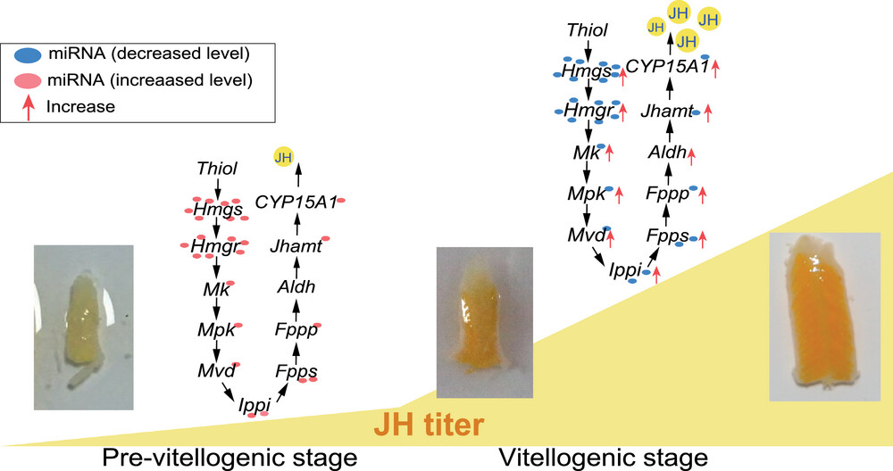 New study provides important info. for deciphering miRNA—mRNA modules for juvenile #hormone (JH) biosynthesis as well as JH regulation of #insect #metamorphosis &amp; #reproduction. 
rebrand.ly/559753