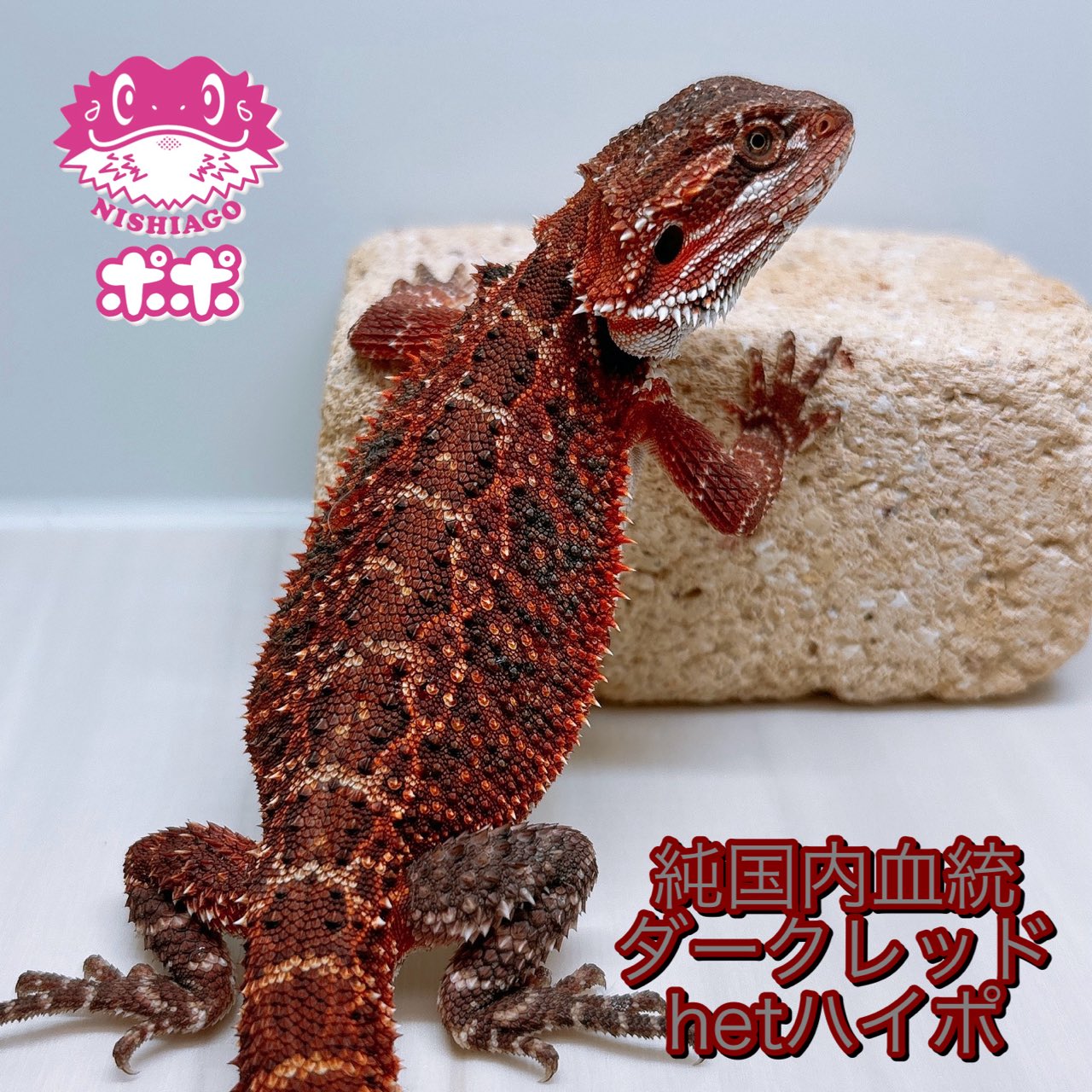 ポポのケージ (@poponocage) / X ポポのケージ (@poponocage) / X
