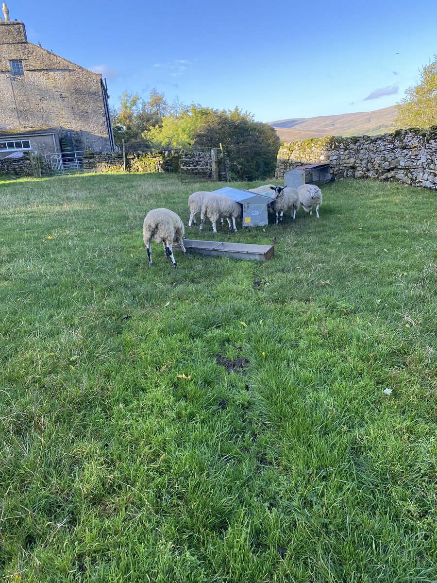 HighBleanBandB's tweet image. The pet lambs and the hunk were present and correct for their morning feed. The old Swaledale tup has had a bit of an altercation it would seem.