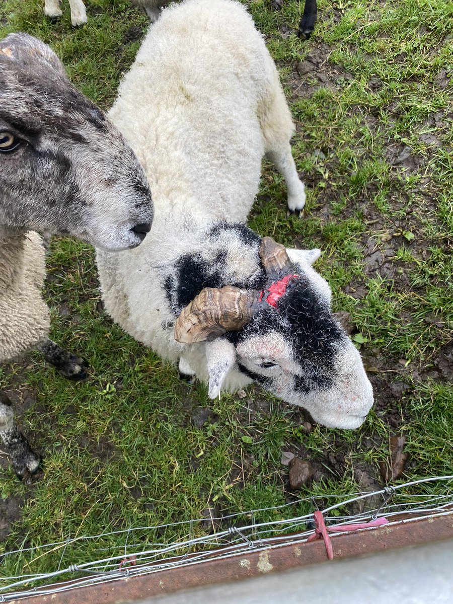 The pet lambs and the hunk were present and correct for their morning feed. The old Swaledale tup has had a bit of an altercation it would seem.