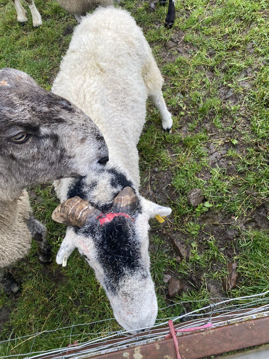 HighBleanBandB's tweet image. The pet lambs and the hunk were present and correct for their morning feed. The old Swaledale tup has had a bit of an altercation it would seem.