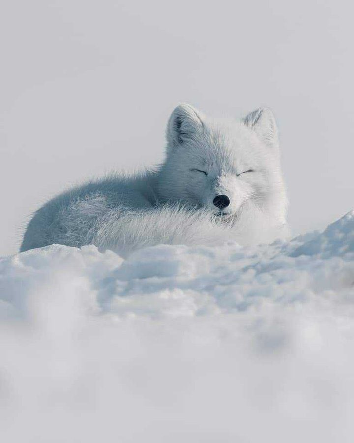 An arctic fox takes a nap in the wilds of Swedish Lapland!
