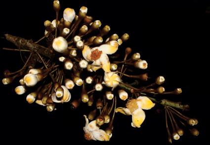 Phytotaxa's tweet image. Fruit and seed of Eriotheca dolichopoda (#Malvaceae) revealed after 45 years: Emended description, typification, new records, and conservation status of a poorly known Atlantic Forest species 
phytotaxa.mapress.com/pt/article/vie… 
#Taxonomy