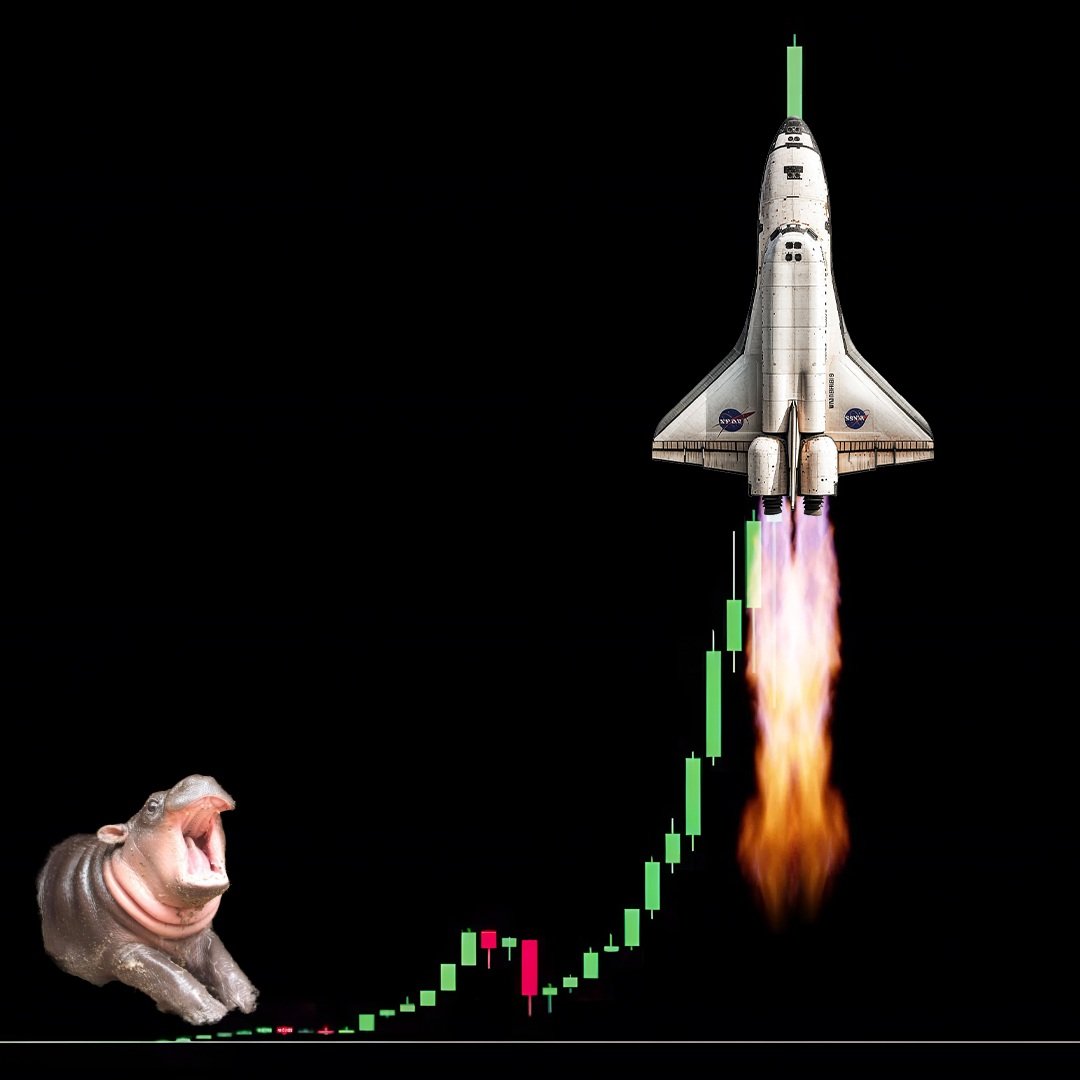 MooDengonDoge's tweet photo. Don't know how to convince you...

MooDeng is a gem on DOGE https://t.co/vyp6bWAYiK