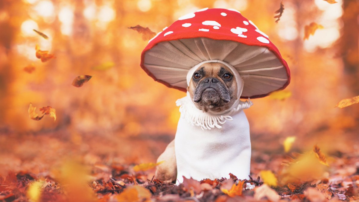 ShaebaCorp's tweet photo. DIY Halloween Costume Contest🎃

Share photos of your dressed-up pets for our Halloween costume contest and win a marketing strategy session!

Marketing Tip: Audience engagement can boost brand awareness by 54%.

#HalloweenPets #DIY #GetCreative #Spooky #MarketingTips https://t.co/cNfHu9nvQq
