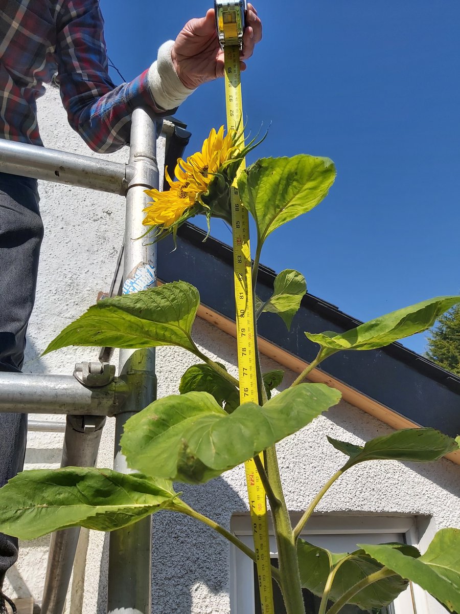 SNHS LfS tweet media