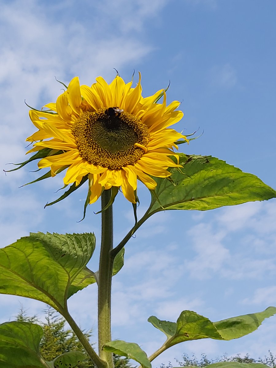 Congratulations to Mrs Hosey, winner for the Staff Sunflower Showdown 2024! Her sunflower grew to a final height of 2.32 m. We also love this beautiful picture she captured with a bee enjoying the sunflower too. <a href="/stninianshigh/">Saint Ninian's</a>