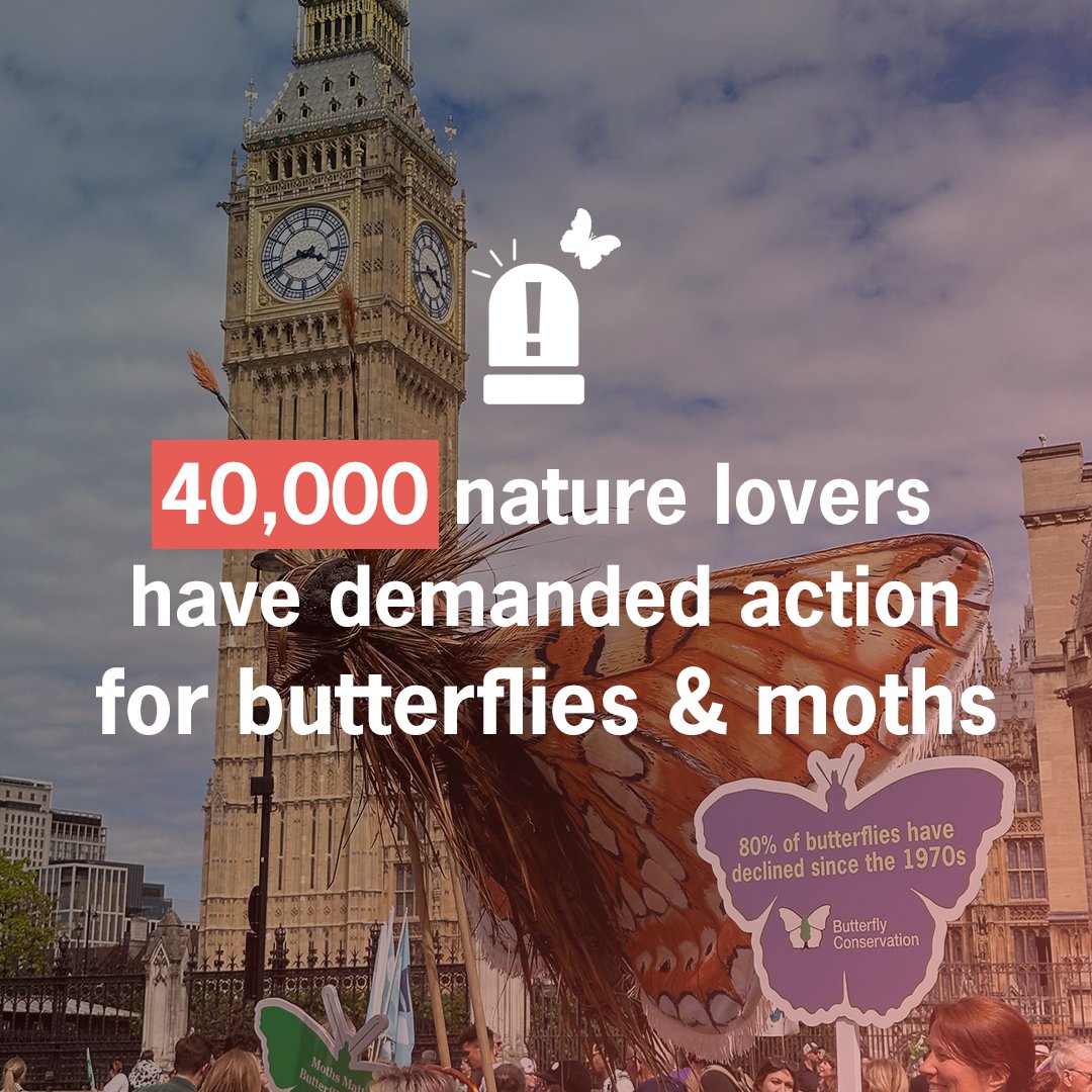 savebutterflies's tweet image. An incredible 40,000 of you have joined our call for the government to take urgent action for nature! Thank you - we couldn't do this without you. 💚

There's still time to add your voice and speak up for butterflies and moths 👇
butterfly-conservation.org/emergency

#ButterflyEmergency