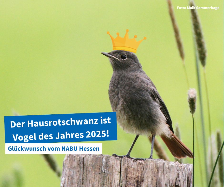 NABUHessen's tweet photo. Es ist offiziell: Ihr hattet die Wahl und habt euch für den #Hausrotschwanz als #vogeldesjahres 2025 entschieden. Wir gratulieren herzlich und freuen uns auf ein Jahr mit einem quirligen Vogel mit Mut zur Lücke 🥰 https://t.co/BobGJOTE1w
