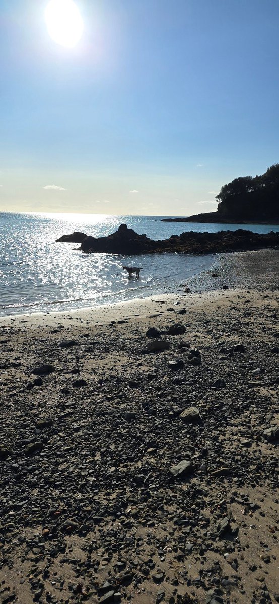 redteamJSY's tweet image. Definition of an Indian Summer!
 I'm just glad it's not raining! 
#jerseyCI @VisitJerseyCI #springerspaniel #spanner