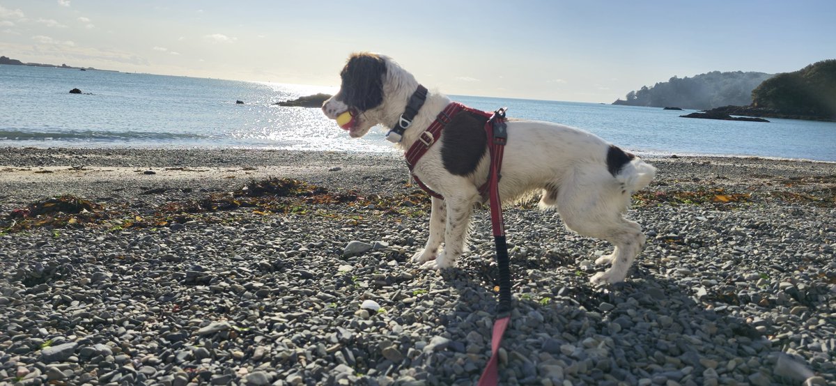 redteamJSY's tweet image. Definition of an Indian Summer!
 I'm just glad it's not raining! 
#jerseyCI @VisitJerseyCI #springerspaniel #spanner