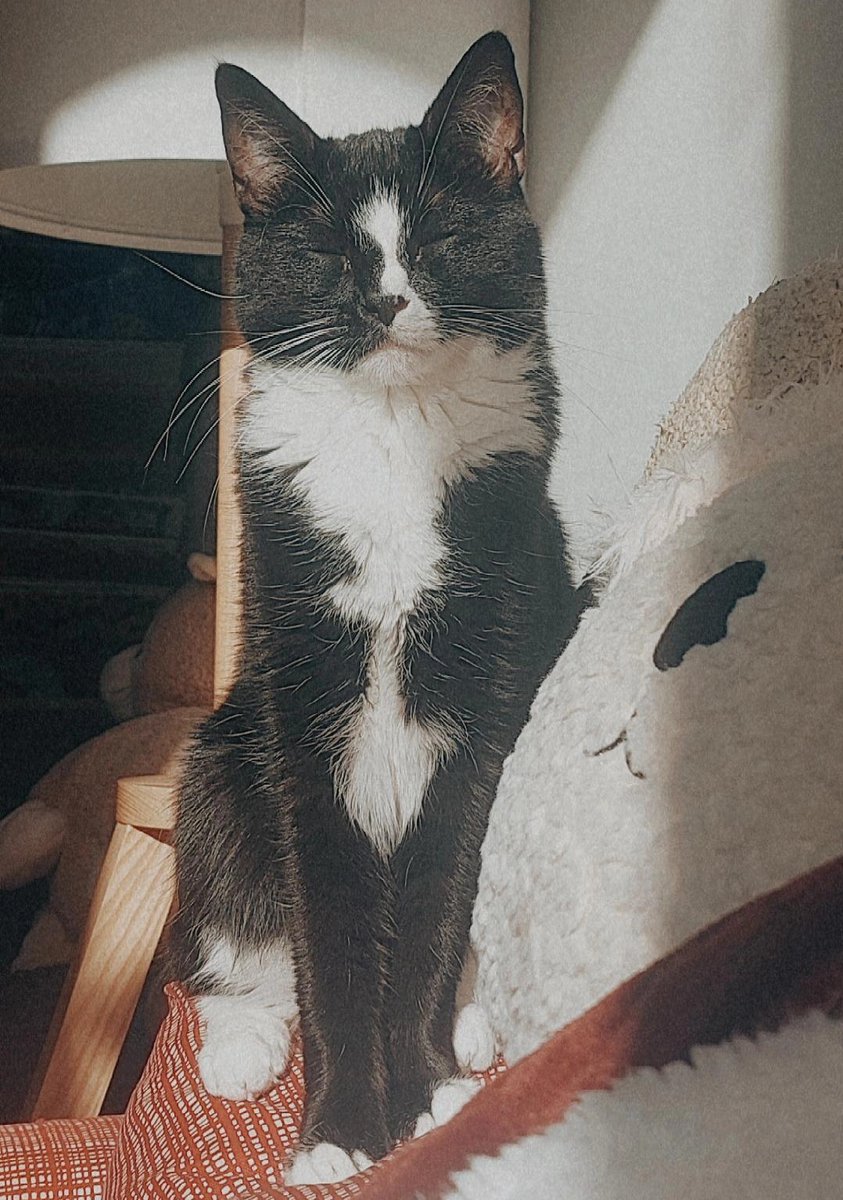 Rogue & Ranger tweet media