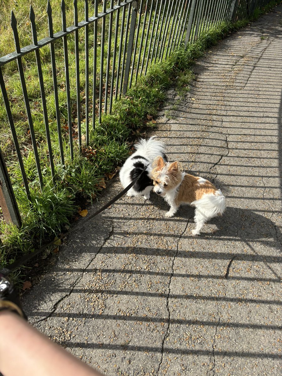 SYJLHI's tweet photo. Met the cutest dogs on my #StepN walk! https://t.co/V4xUXVrrRv