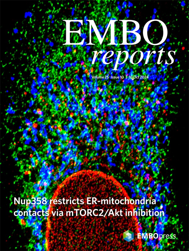 The October issue is online.

embopress.org/toc/14693178/2…

The cover features work by Jomon Joseph and co-wrokers <a href="/DBT_NCCS_Pune/">BRIC-NCCS</a> showing that Nup358 restricts ER-#mitochondria connectivity by modulating mTORC2/Akt/GSK3β #signalling.

embopress.org/doi/full/10.10…