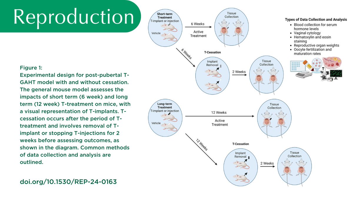 Reproductive Health in Trans and Gender Diverse Patients: Effects of transmasculine gender-affirming hormone therapy on future reproductive capacity: clinical data, animal models, and gaps in knowledge by Ruth Chan-Sui et al.

Read it: doi.org/10.1530/REP-24…

<a href="/AriellaShikanov/">Ariella Shikanov</a>