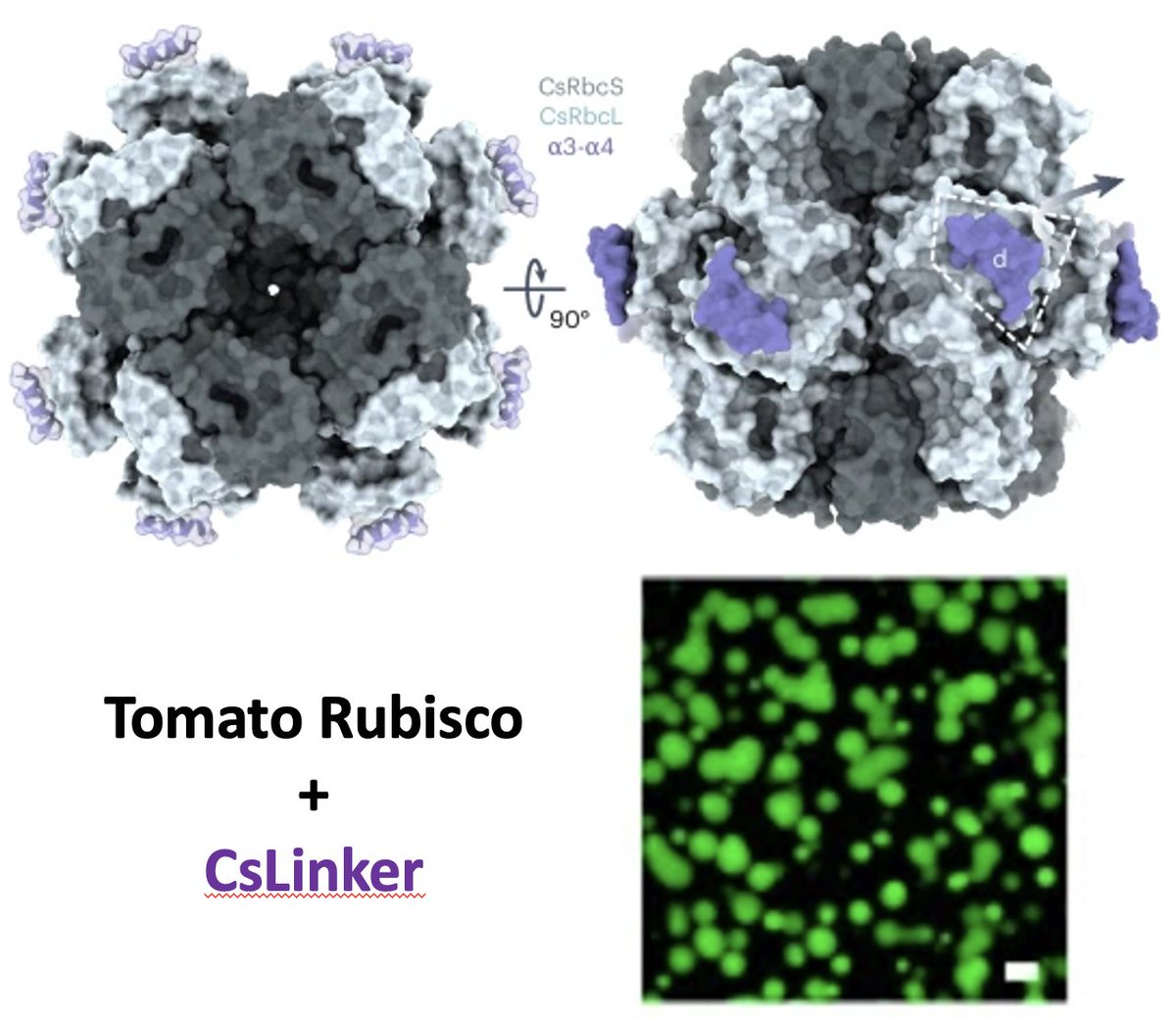 Luke Mackinder (@mackinderlab) on Twitter photo A promiscuous algal Rubisco binding protein that binds to the large subunit, can condense plant Rubiscos and functionally complement an epyc1 mutant. Congrats <a href="/james_r_barrett/">James Barrett</a> + great team effort <a href="/Mihris_N/">Mihris Ibnu Saleem</a>,<a href="/mjplevin/">Michael Plevin</a>,<a href="/McCormick_Lab/">McCormick Lab</a>,<a href="/JNB_lab/">Jamie Blaza</a>,<a href="/YorkBioimaging/">Peter O'Toole</a>. doi.org/10.1038/s41477… A promiscuous algal Rubisco binding protein that binds to the large subunit, can condense plant Rubiscos and functionally complement an epyc1 mutant. Congrats <a href="/james_r_barrett/">James Barrett</a> + great team effort <a href="/Mihris_N/">Mihris Ibnu Saleem</a>,<a href="/mjplevin/">Michael Plevin</a>,<a href="/McCormick_Lab/">McCormick Lab</a>,<a href="/JNB_lab/">Jamie Blaza</a>,<a href="/YorkBioimaging/">Peter O'Toole</a>. doi.org/10.1038/s41477…
