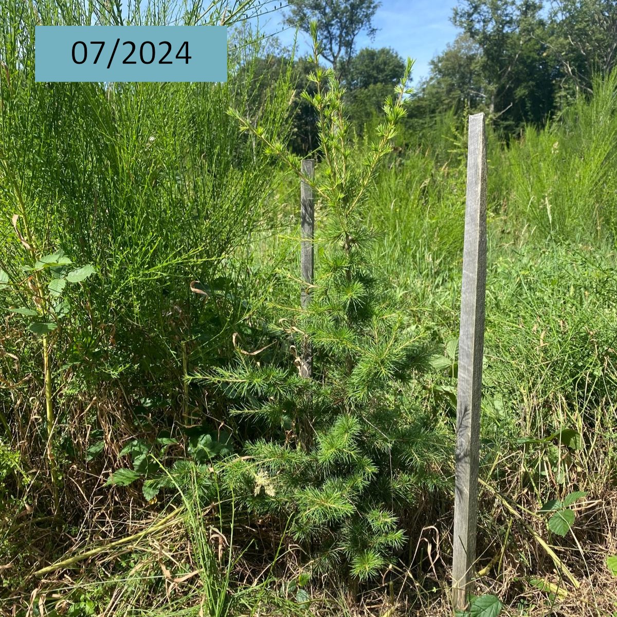Pour transformer un peuplement de Châtaigniers dépérissants, Duramen a soutenu la plantation de plus de 2700 arbres, à Langeais (37), en avril 2022 : des Chênes sessiles, Cèdres de l'Atlas et Pins laricio de Corse.
👉 Voici quelques photos plus de 2 ans après la plantation 🌳🌲