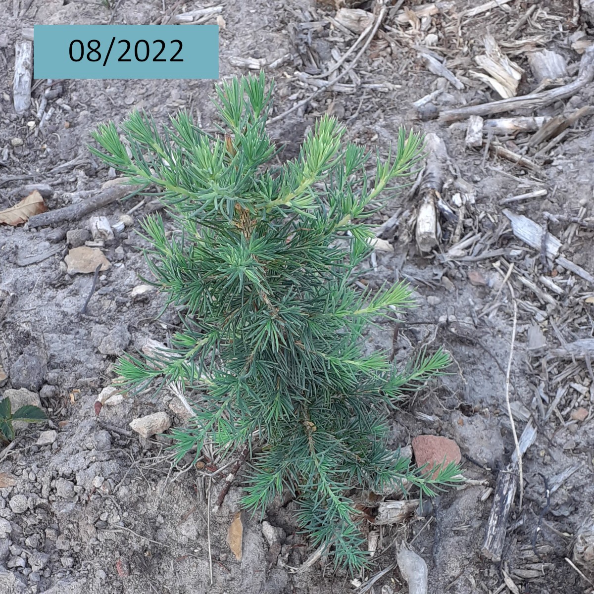 AssoDuramen's tweet photo. Pour transformer un peuplement de Châtaigniers dépérissants, Duramen a soutenu la plantation de plus de 2700 arbres, à Langeais (37), en avril 2022 : des Chênes sessiles, Cèdres de l'Atlas et Pins laricio de Corse.
👉 Voici quelques photos plus de 2 ans après la plantation 🌳🌲 https://t.co/iuFIa8svAq