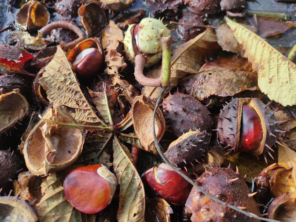 eFlotime's tweet image. Ausserordentliche Ausbeute nach dem nächtlichen Sturm.🤩🍁🍂🌰

#Herbst