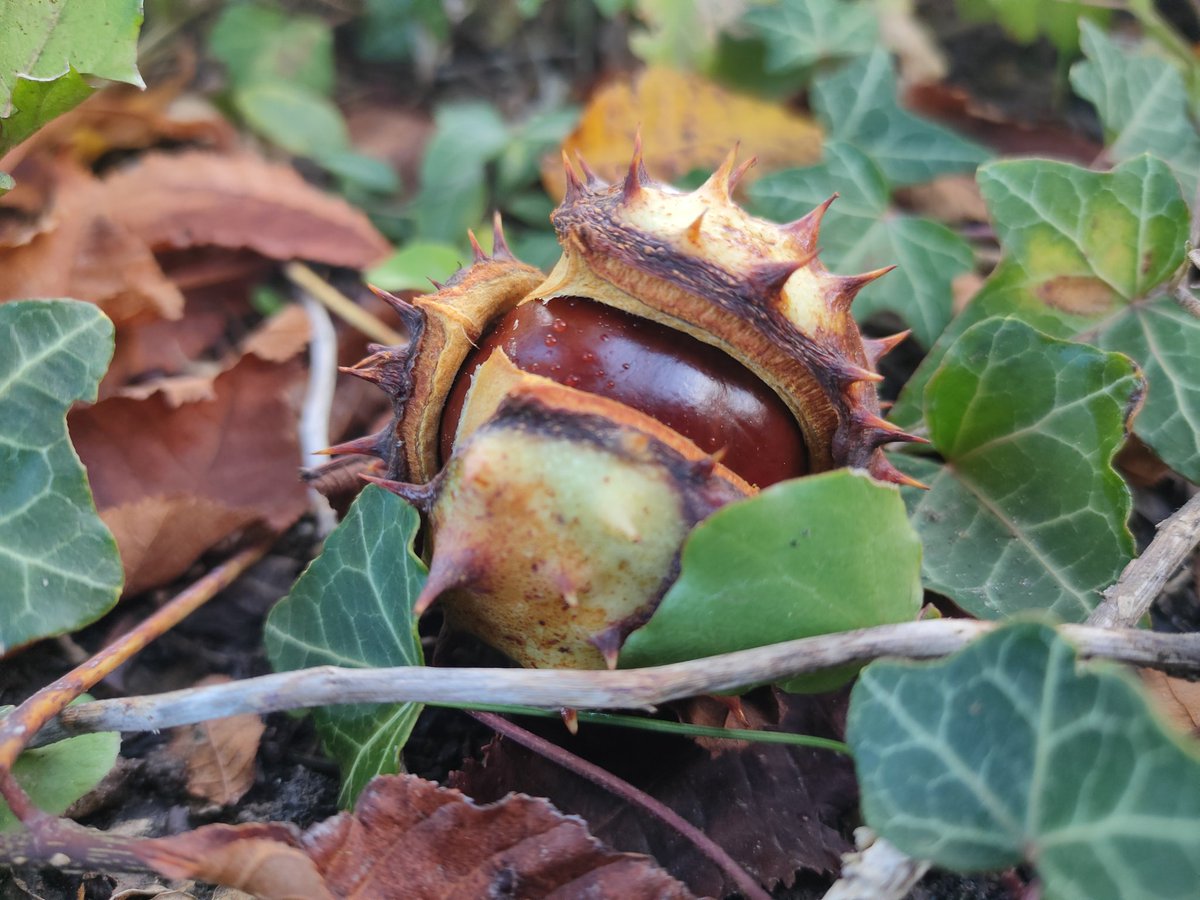 eFlotime's tweet image. Ausserordentliche Ausbeute nach dem nächtlichen Sturm.🤩🍁🍂🌰

#Herbst