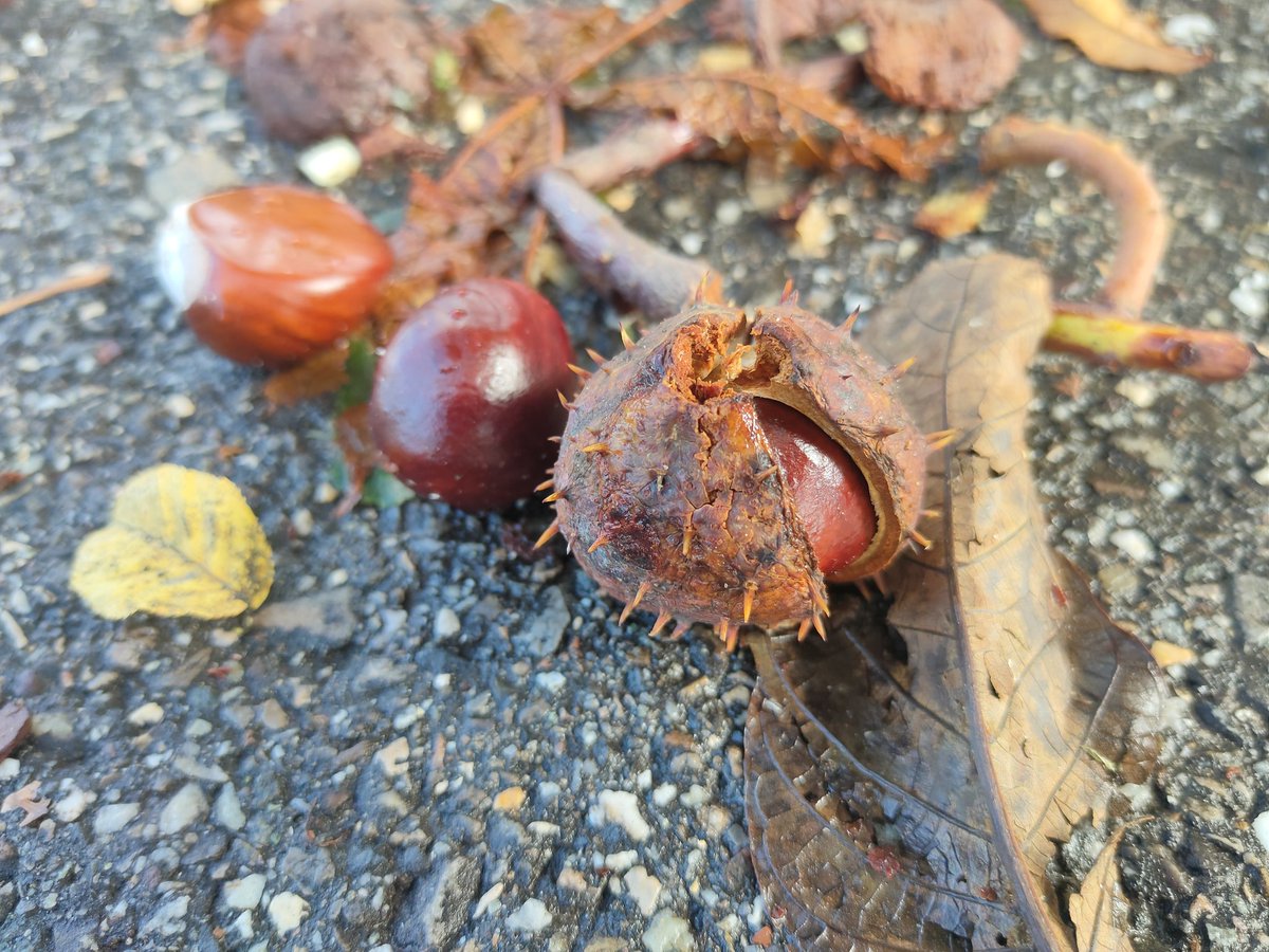 eFlotime's tweet image. Ausserordentliche Ausbeute nach dem nächtlichen Sturm.🤩🍁🍂🌰

#Herbst