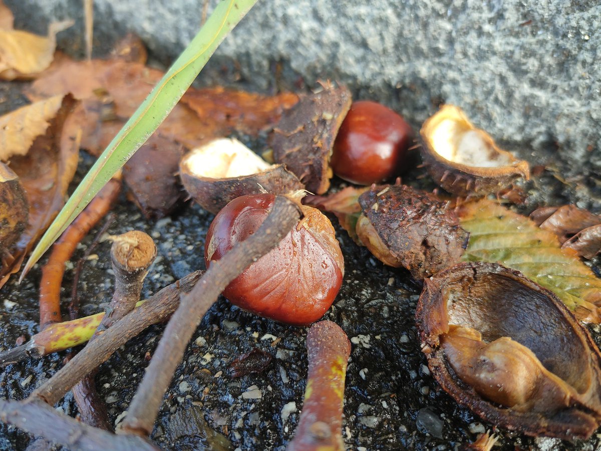 eFlotime's tweet image. Ausserordentliche Ausbeute nach dem nächtlichen Sturm.🤩🍁🍂🌰

#Herbst
